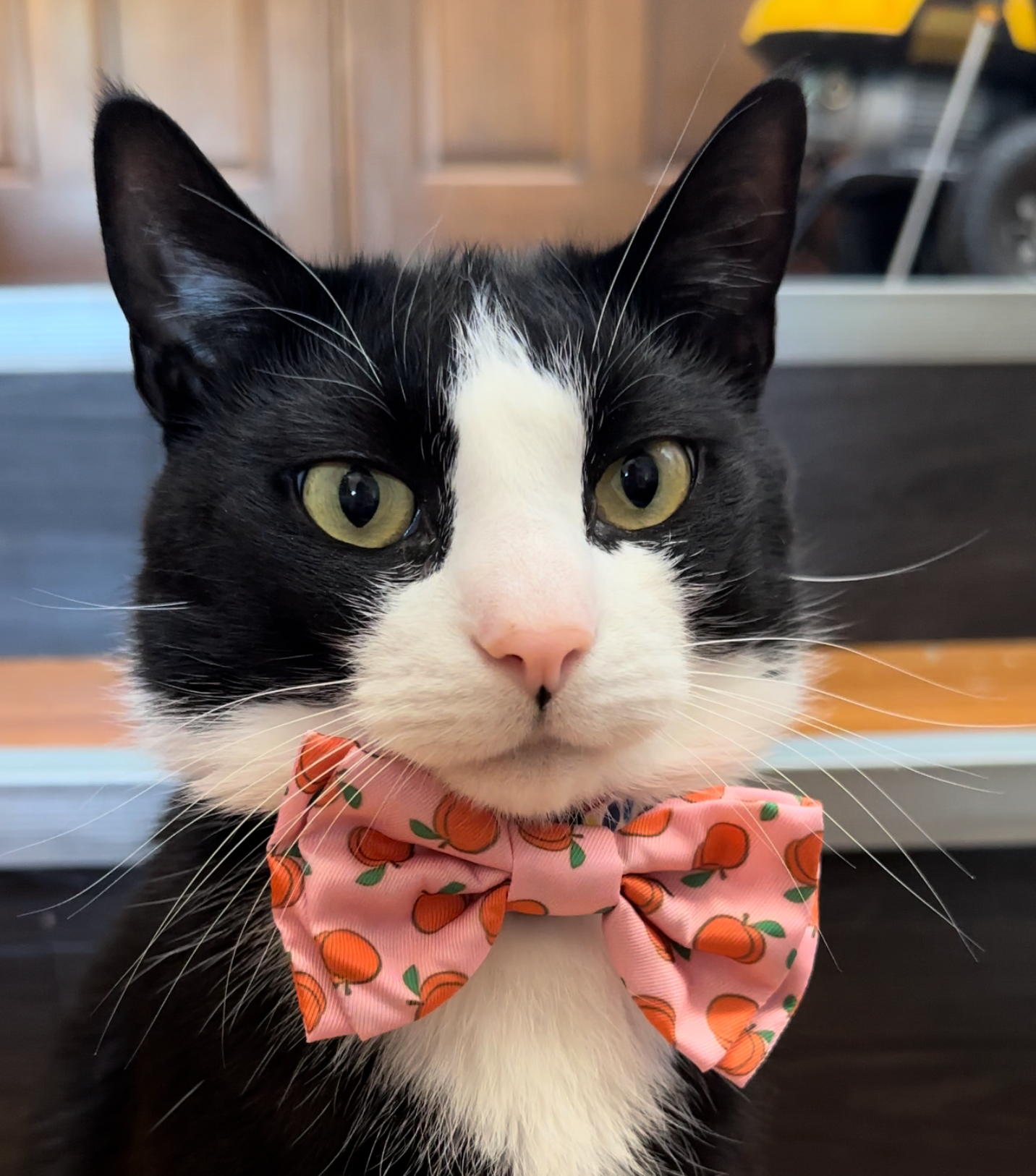 Peachy Keen Bow Tie